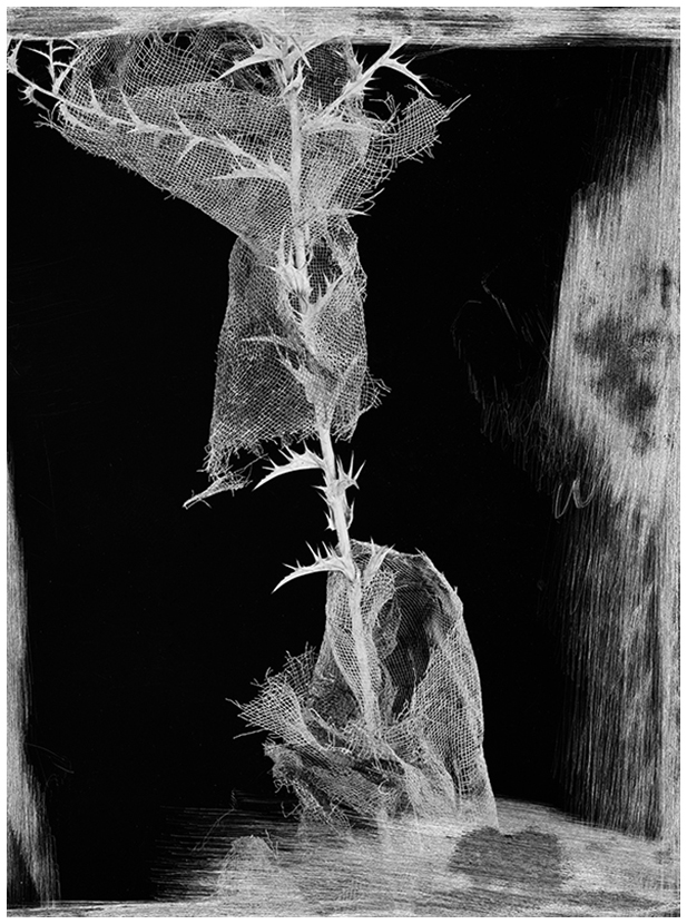 Synthesis, 2002 – Gelatin silver print – 60x50 cm – edition of 7