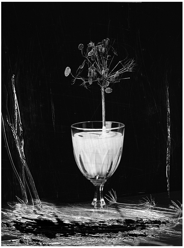 I can't even close my eyes, 2015 – Gelatin silver print + Pirocatechina – 50x60 cm – edition of 7