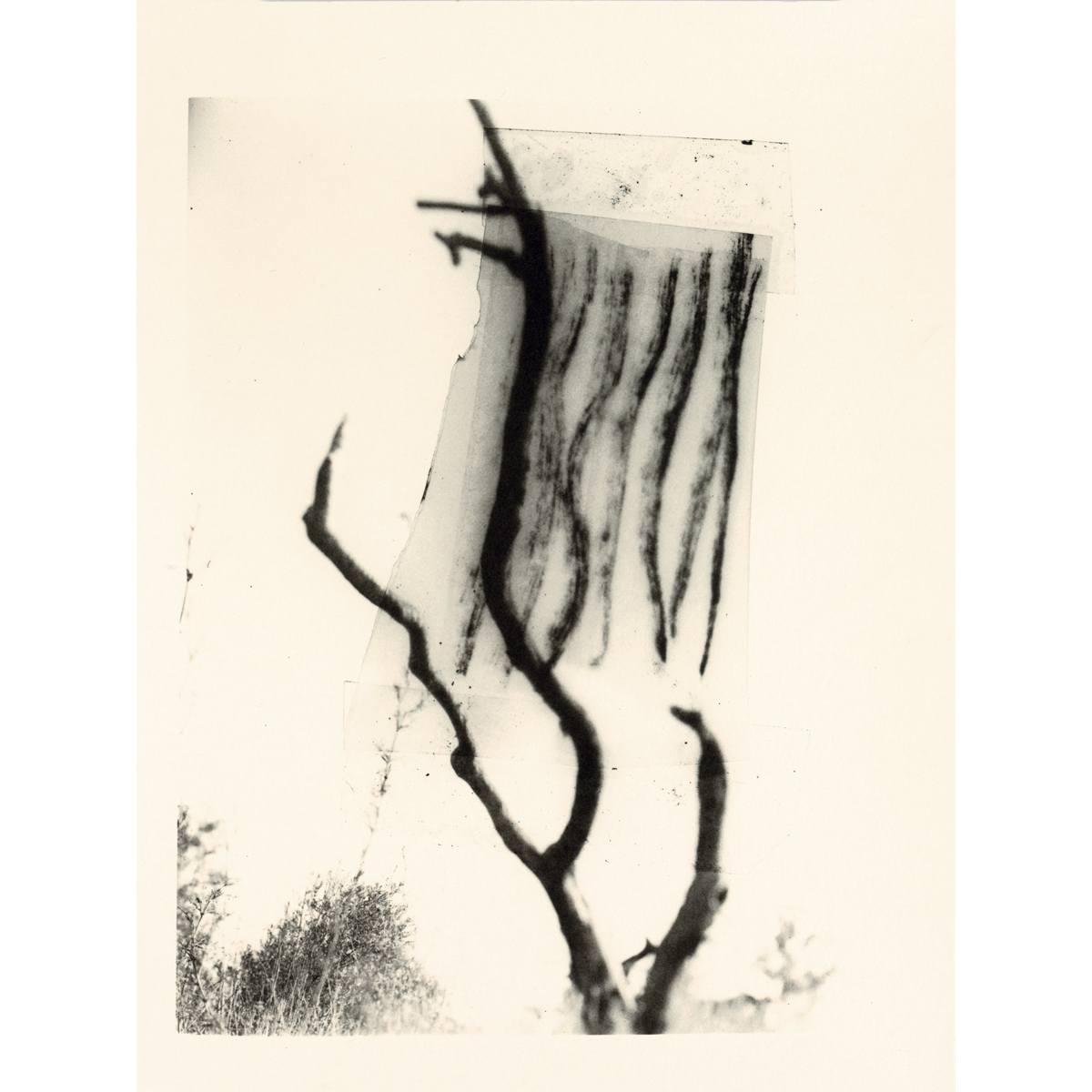 tree book 10.jpg