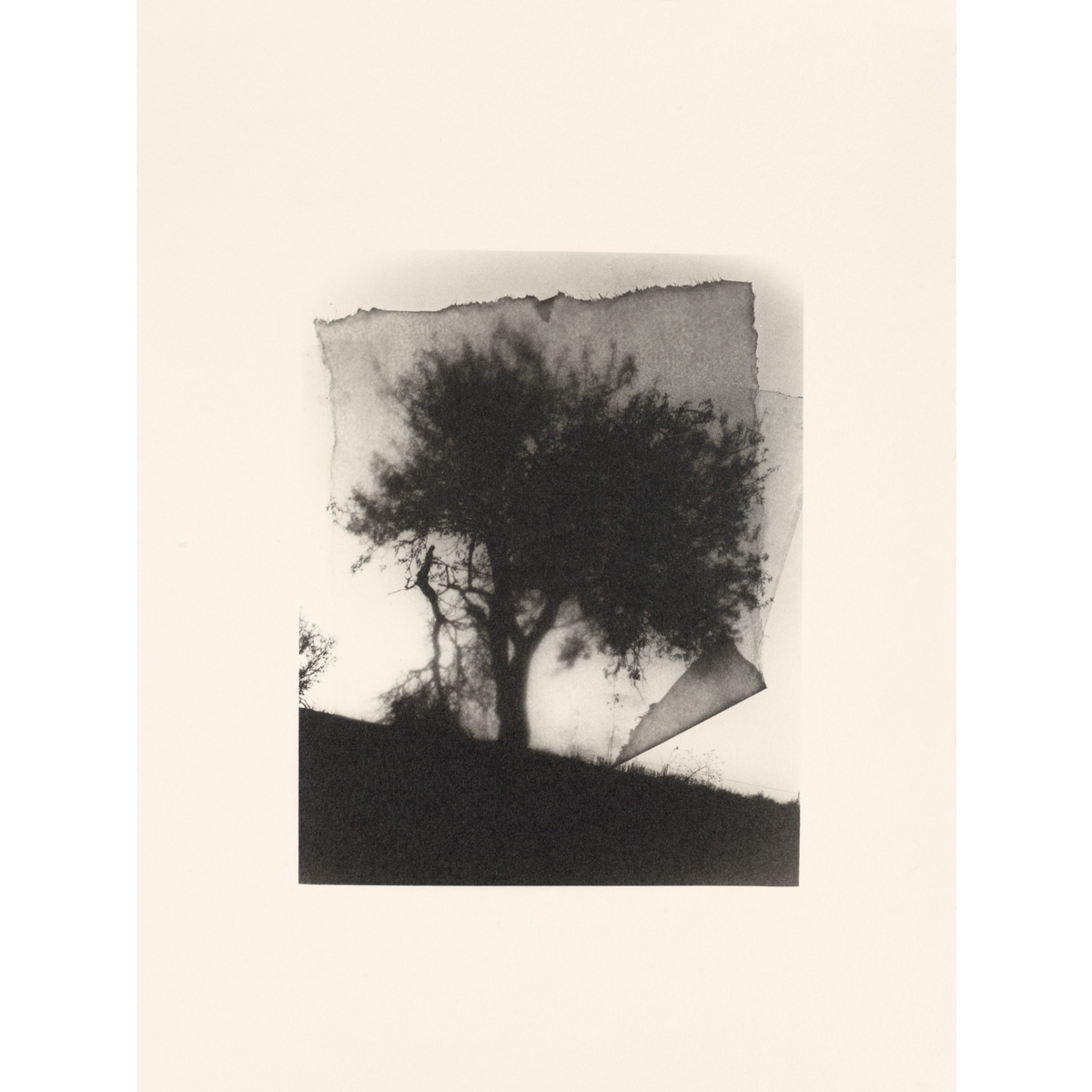 tree book 8.jpg