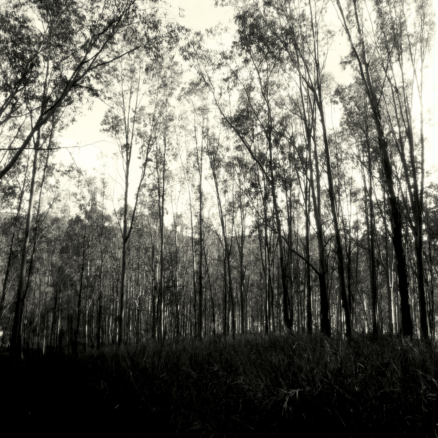 4 - C - Muculufa  FP4 1-30 f 8 flou.jpg
