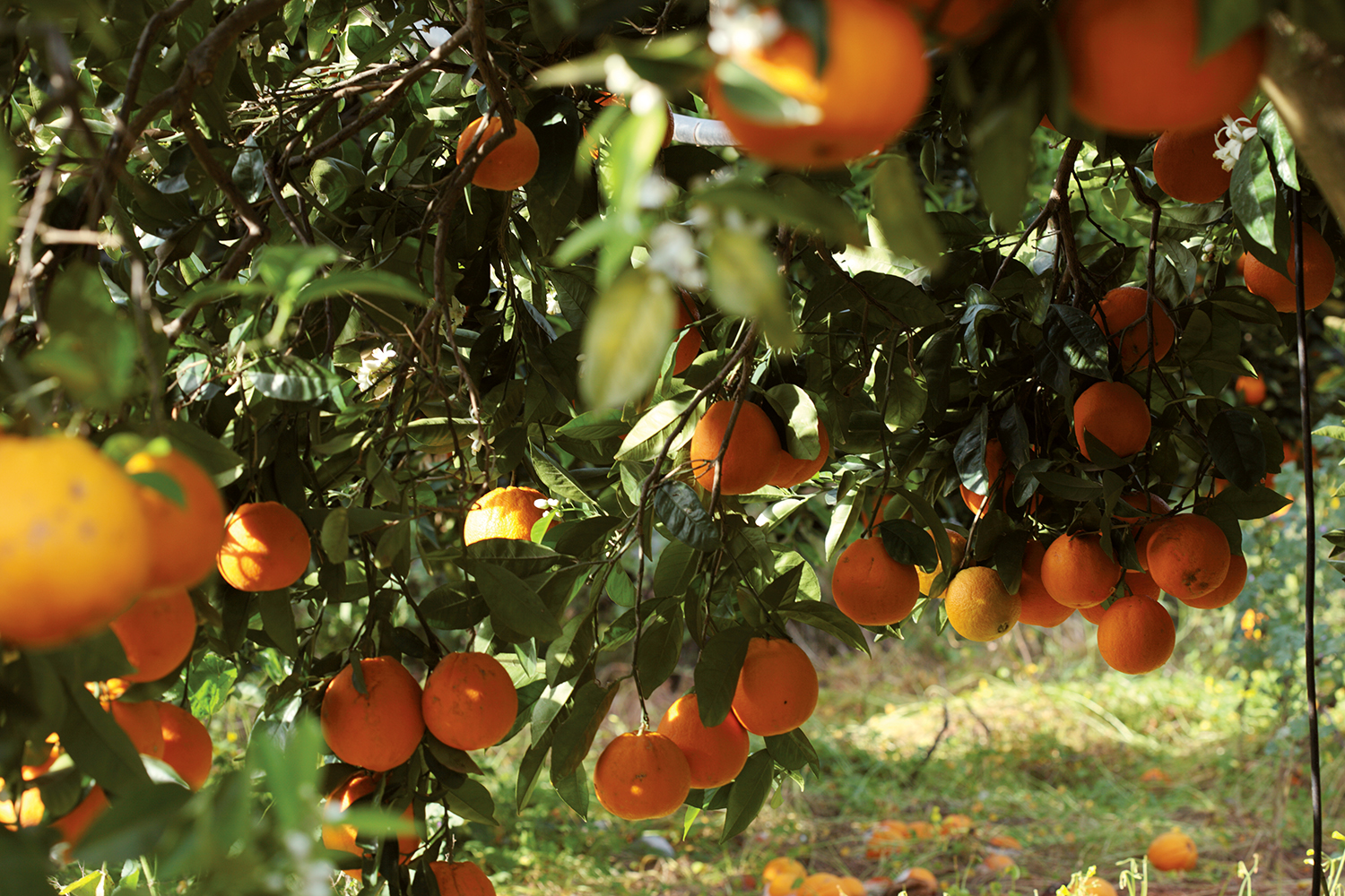 cultivation_fields_sicily_27.jpg