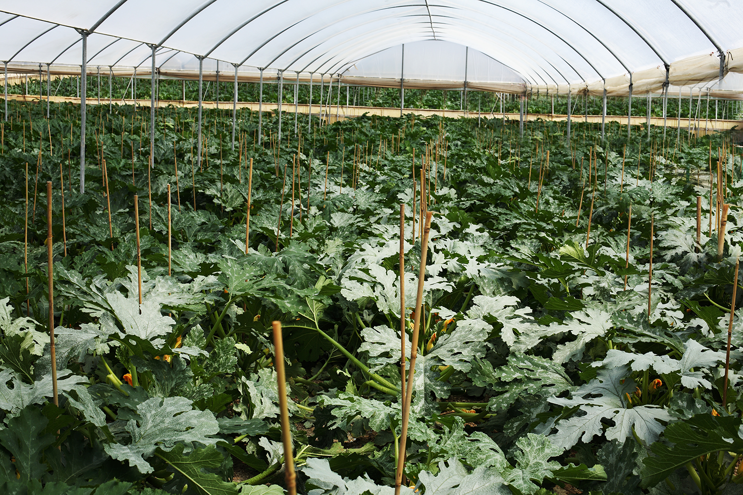 cultivation_fields_sicily_65.jpg