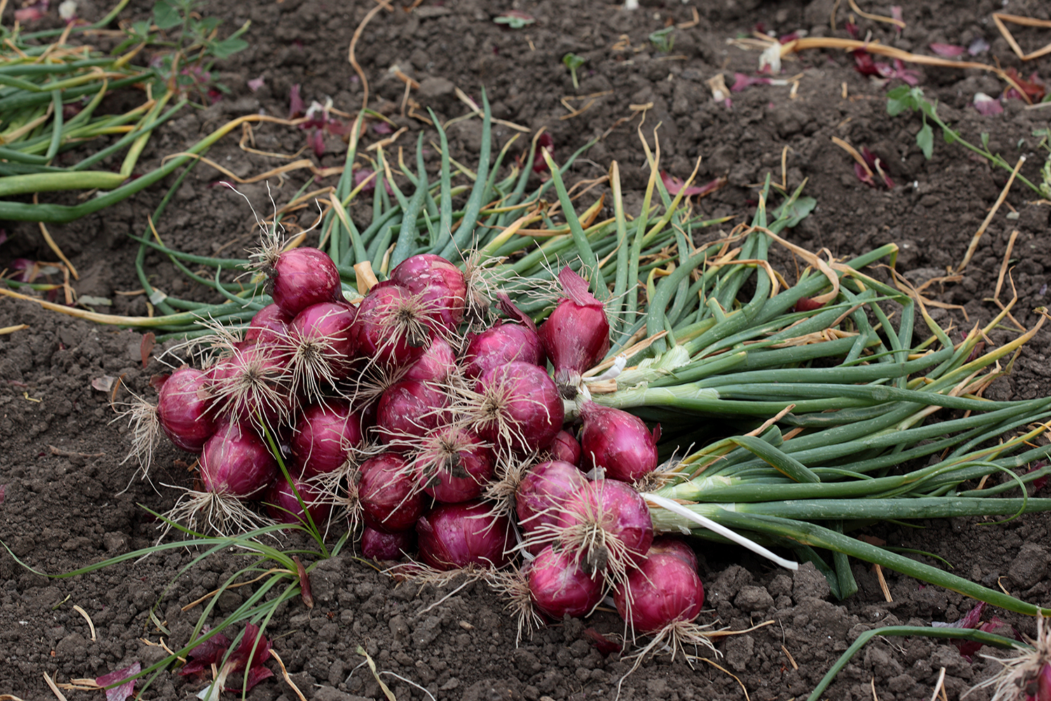 Flowering_garlic_04.jpg