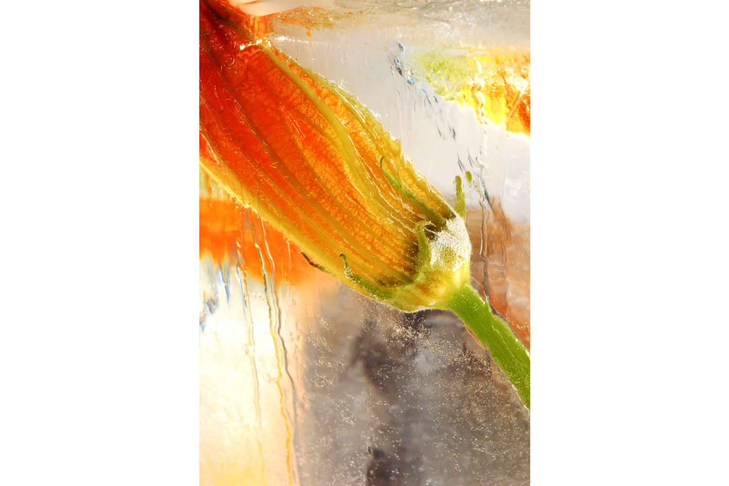 ice_zucca_075F.jpg