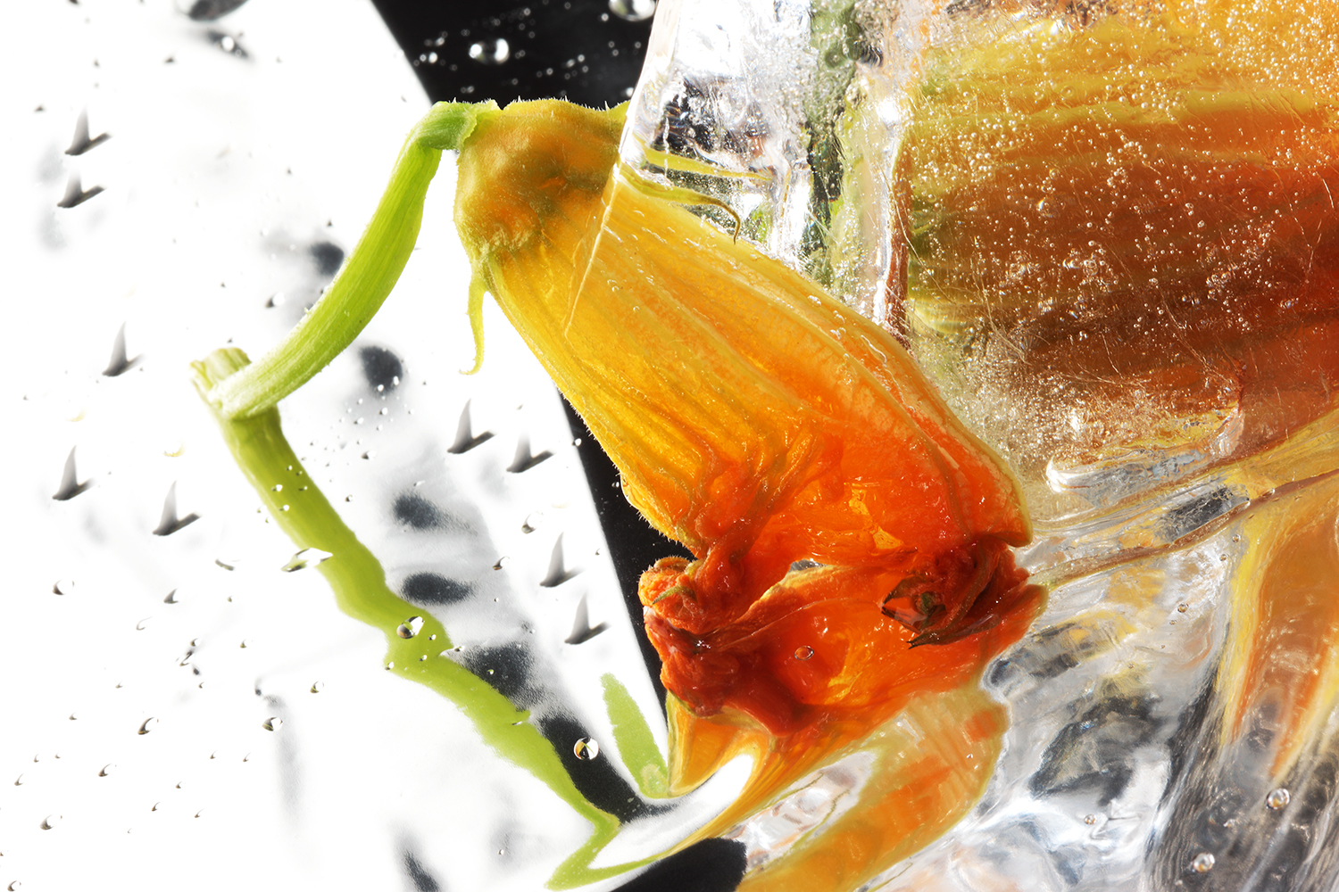 ice_zucca_085.jpg