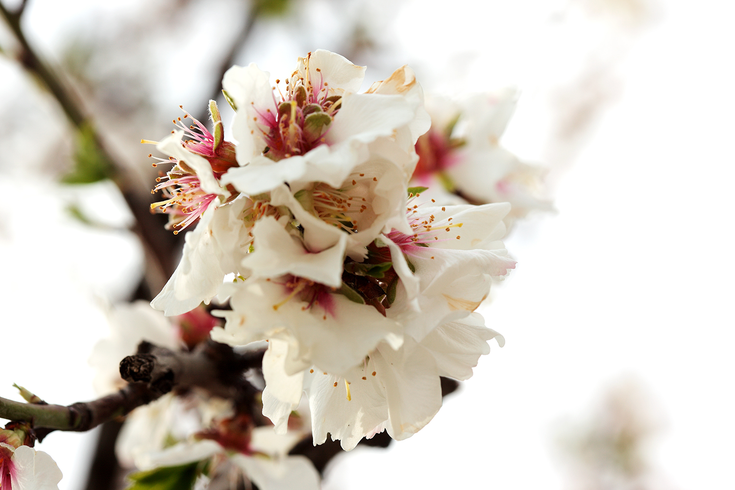 mand fiore23.jpg