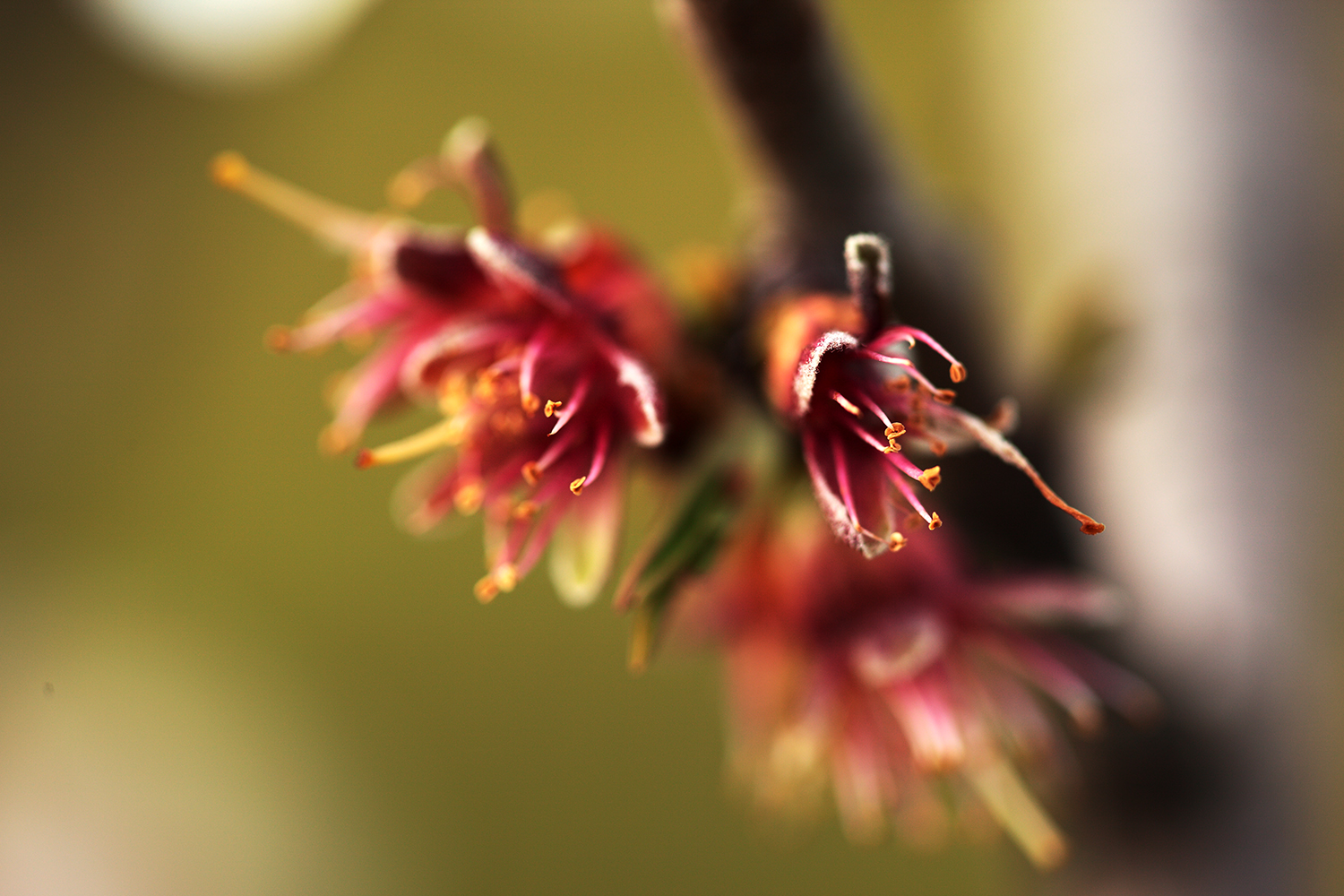 mand fiore52.jpg