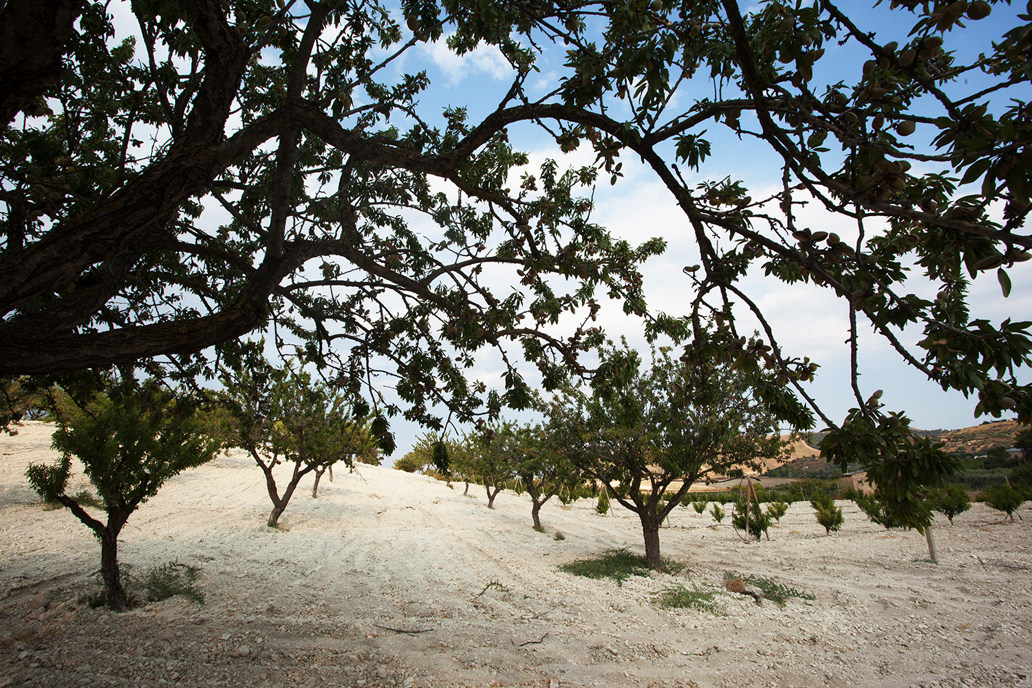 mandorlo 49.jpg