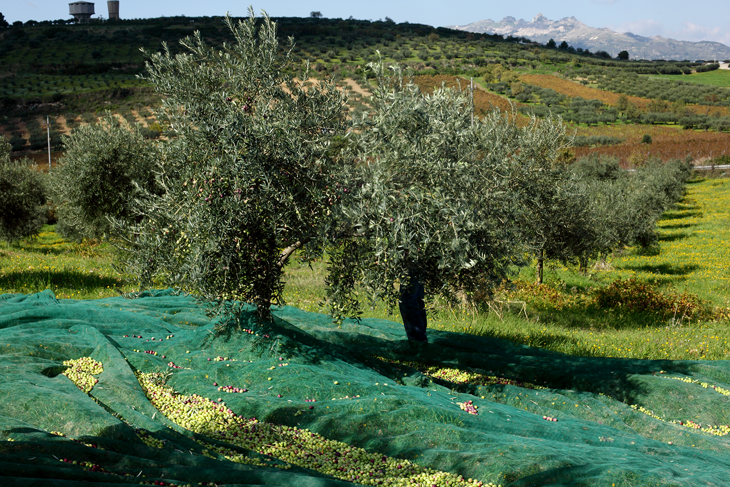 olive 046.jpg