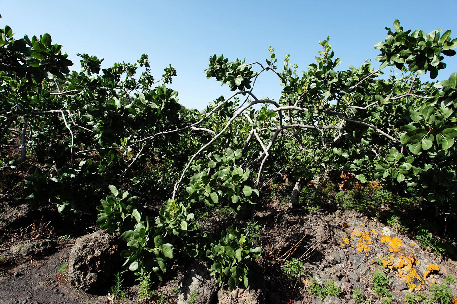 Pistachio_Cultivation_Bronte_04.jpg