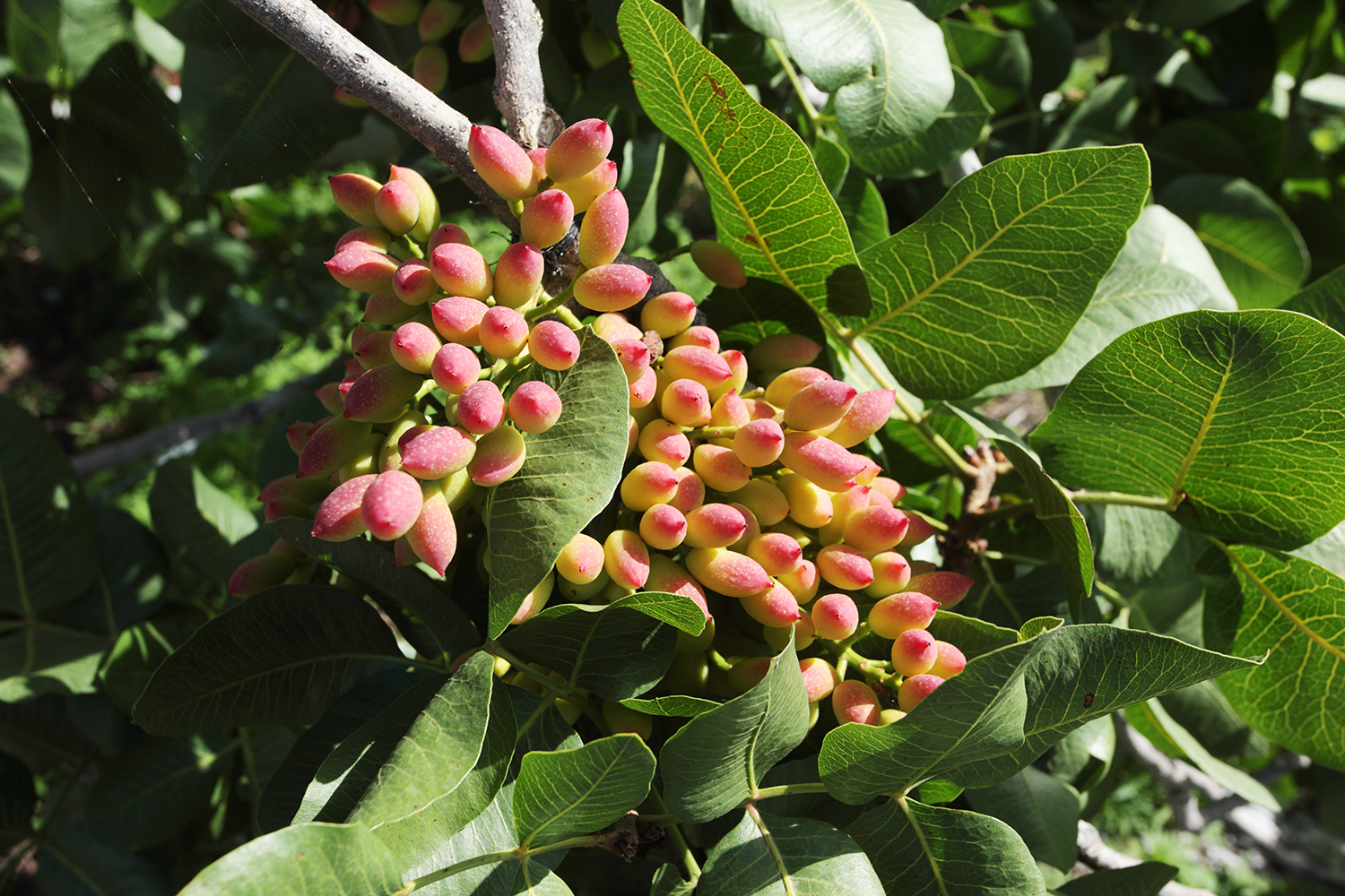 Pistachio_Cultivation_Bronte_09.jpg