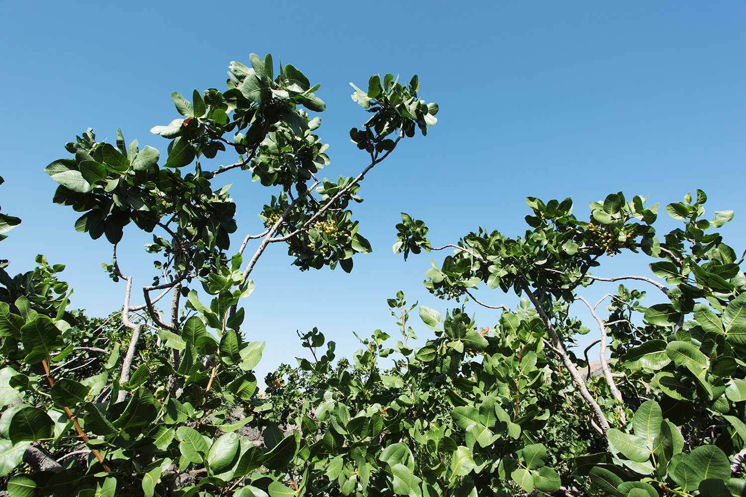 Pistachio_Cultivation_Bronte_17.jpg
