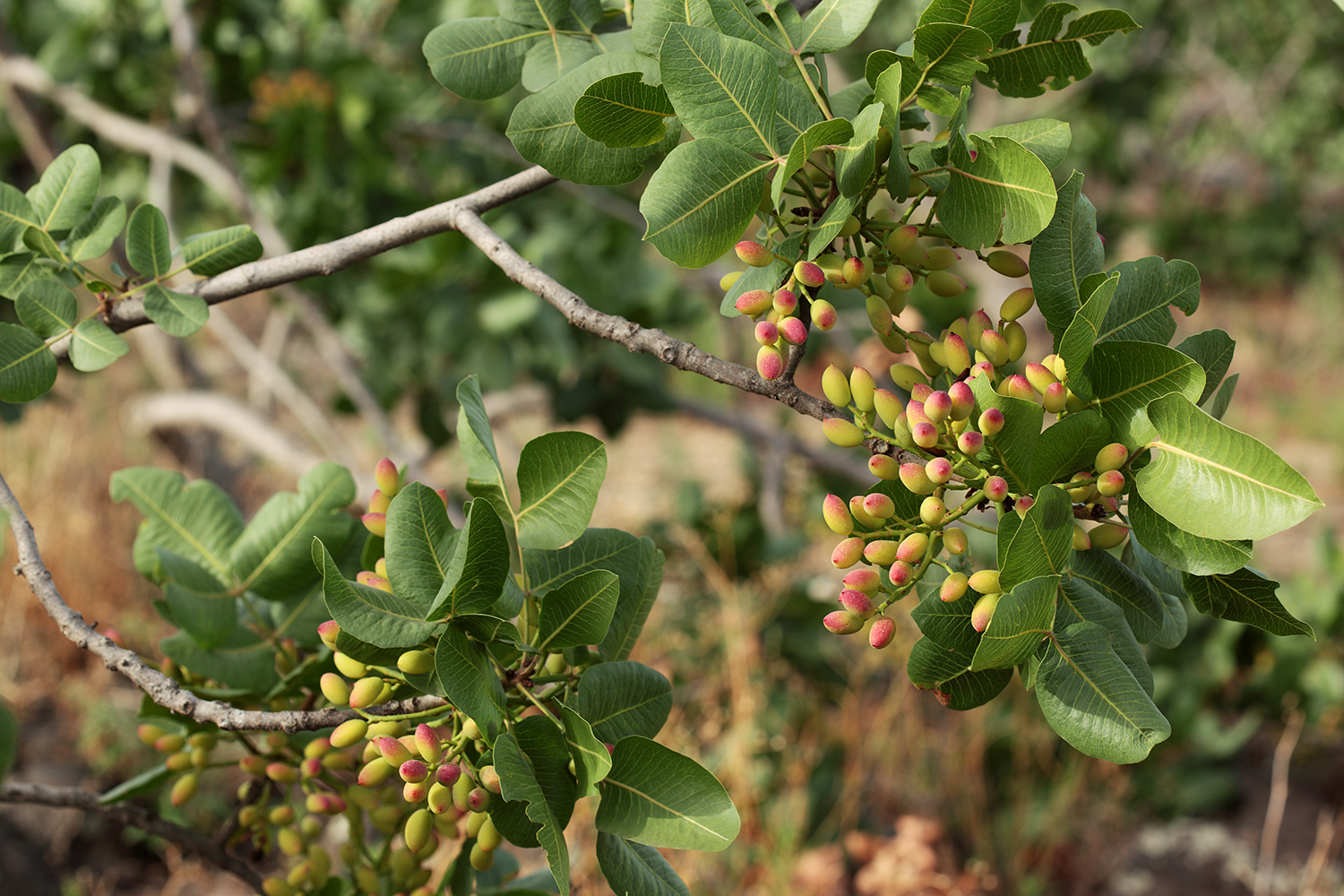 Pistachio_Cultivation_Bronte_33.jpg