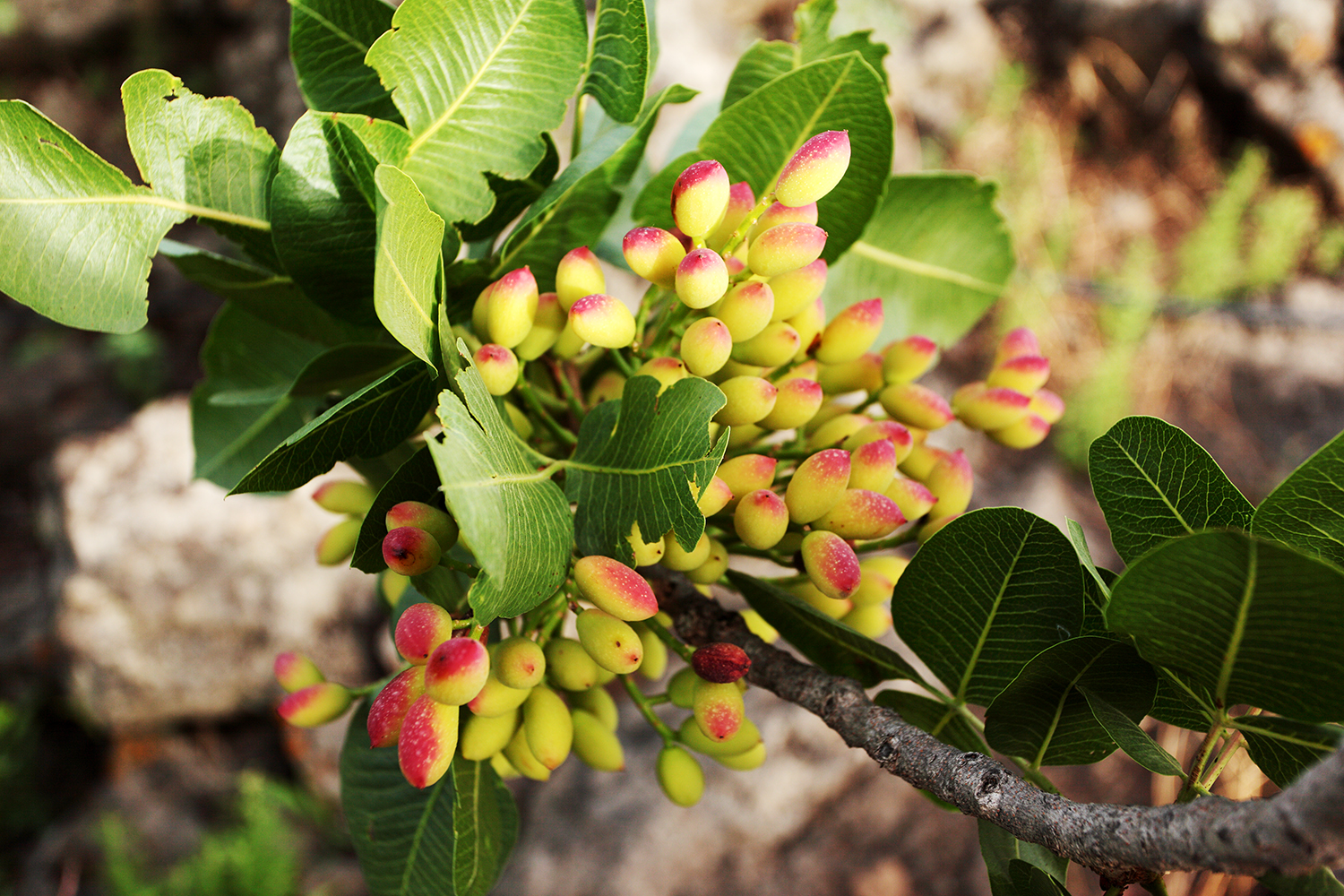 Pistachio_Cultivation_Bronte_36.jpg