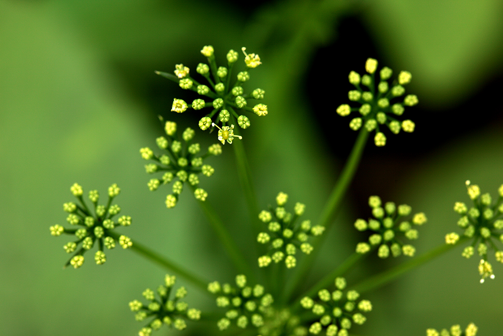 wildflowe_ blossom_10.jpg
