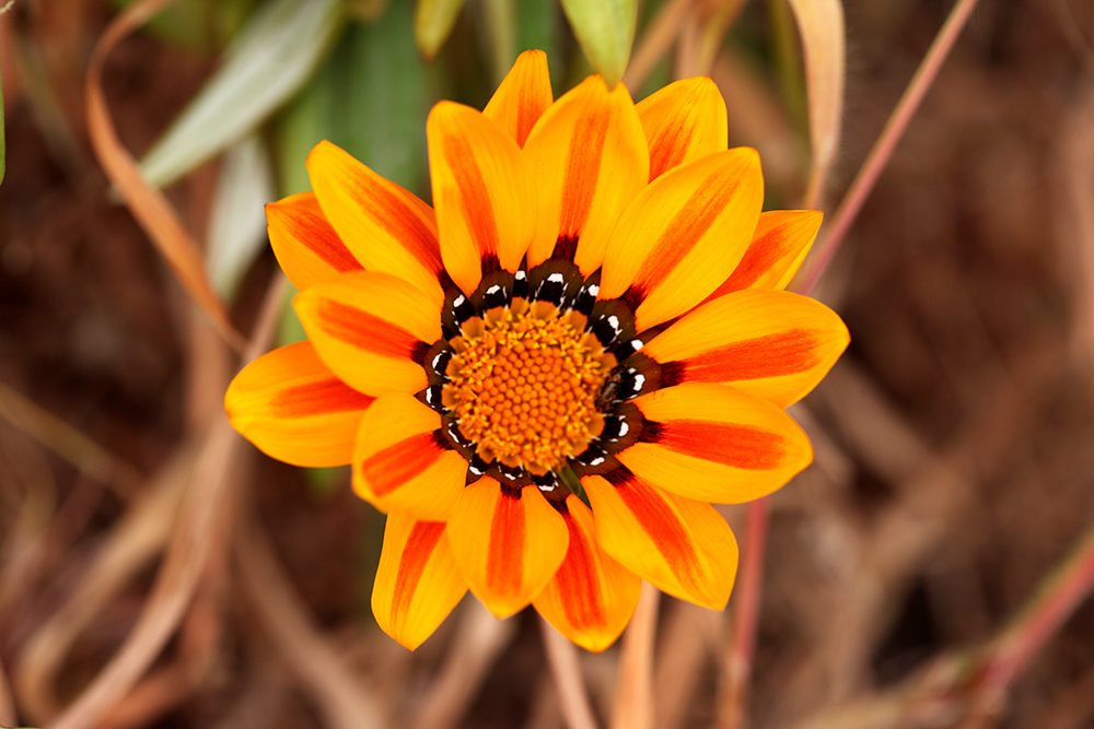 wildflowe_ blossom_13.jpg
